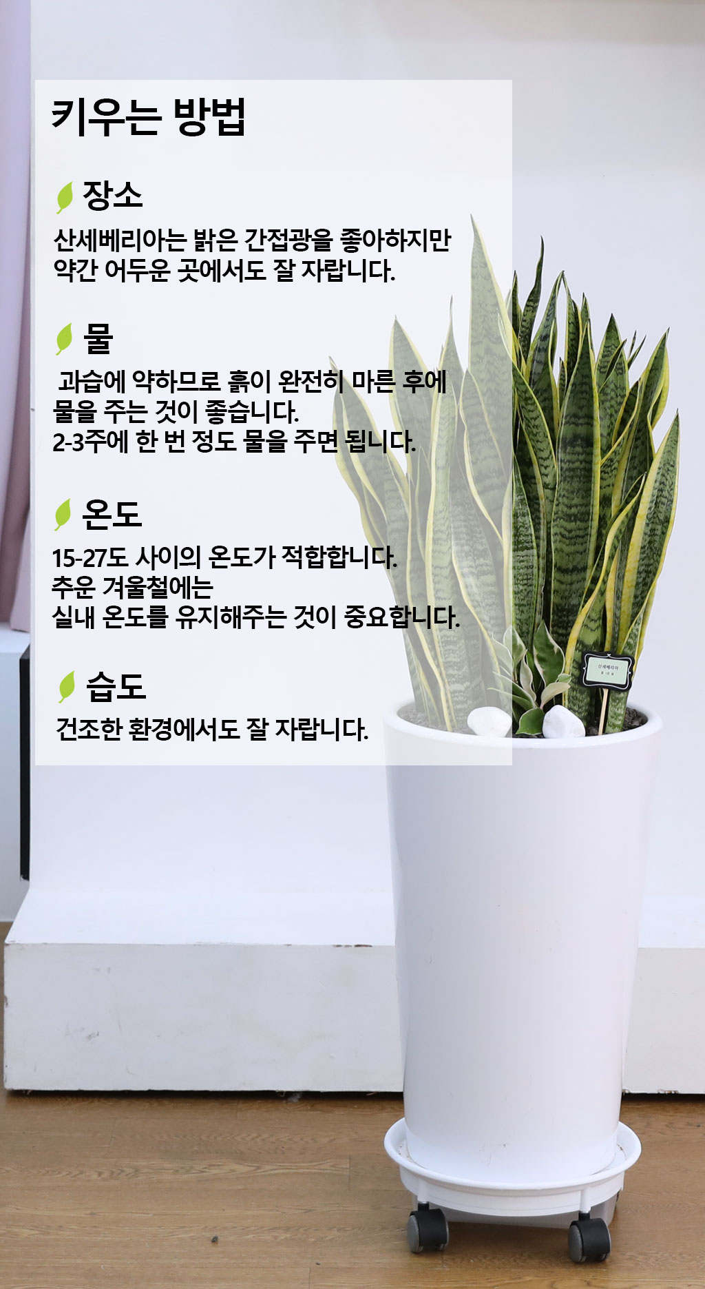 오래도록 변치 않고 건강하게 - 산세베리아(대)