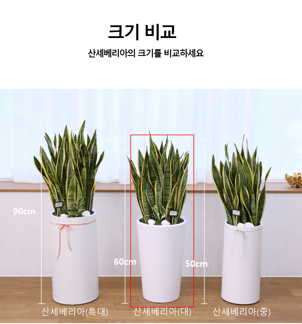 오래도록 변치 않고 건강하게 - 산세베리아(대)