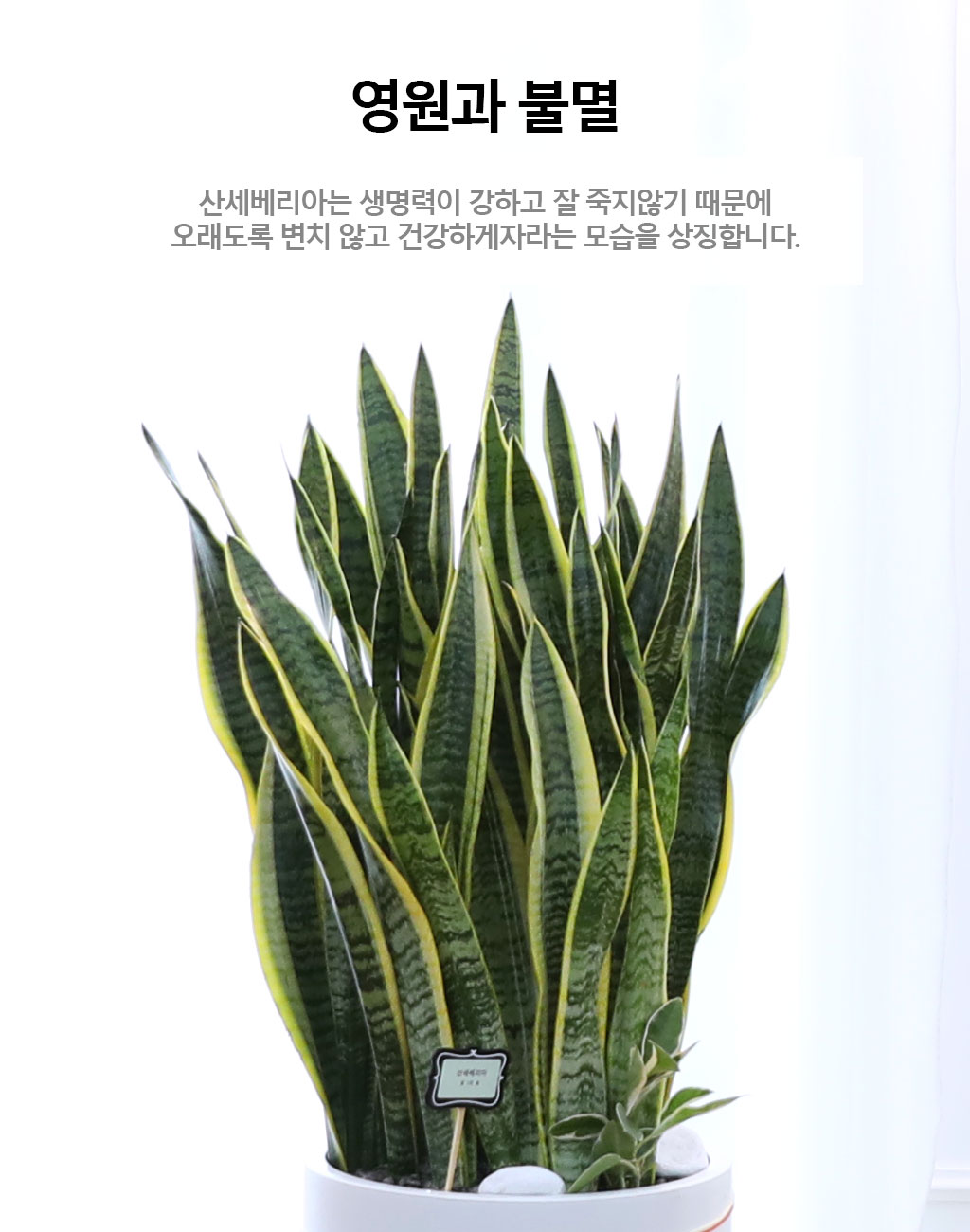 오래도록 변치 않고 건강하게 - 산세베리아(특대)