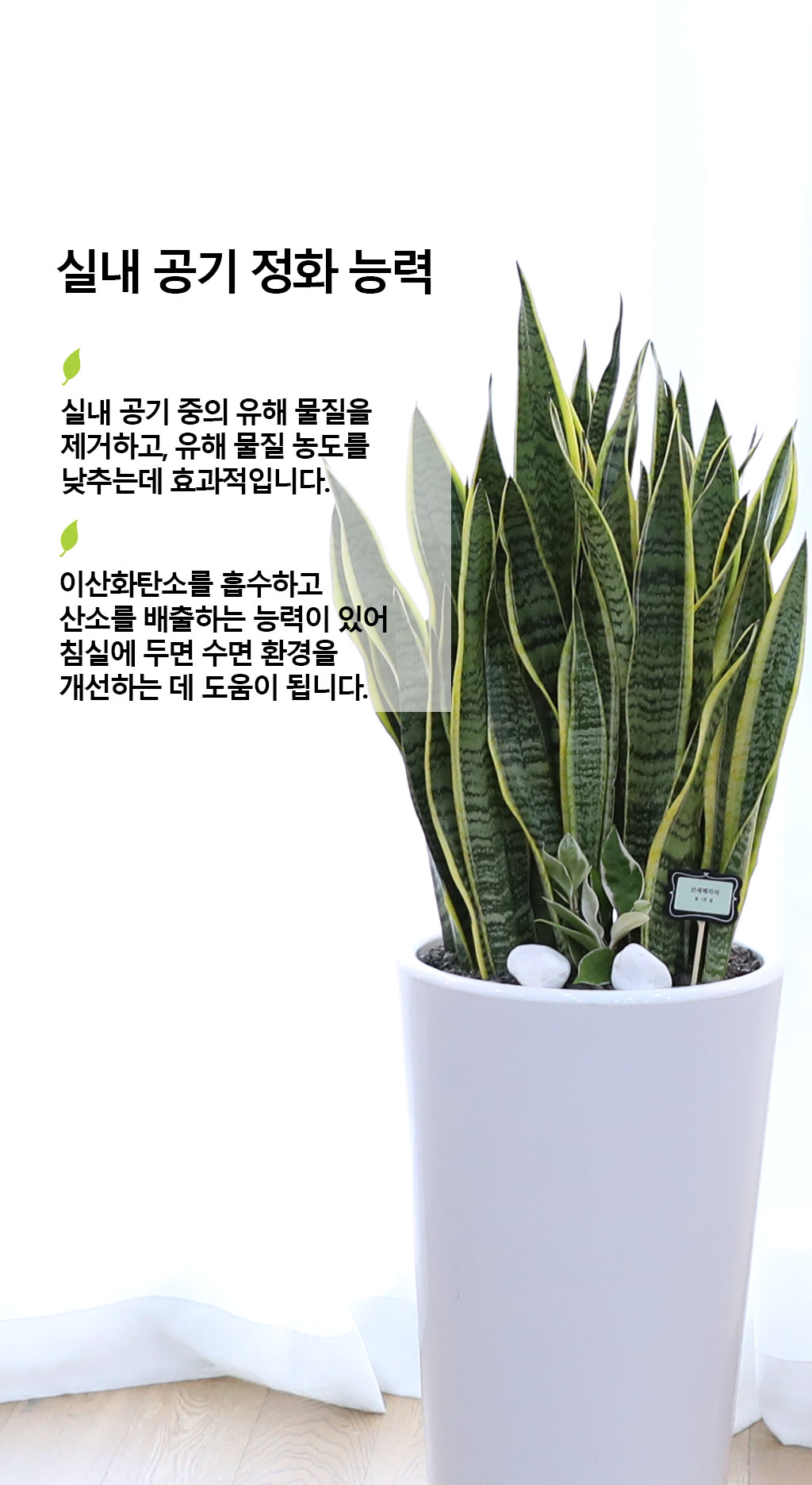 오래도록 변치 않고 건강하게 - 산세베리아(특대)