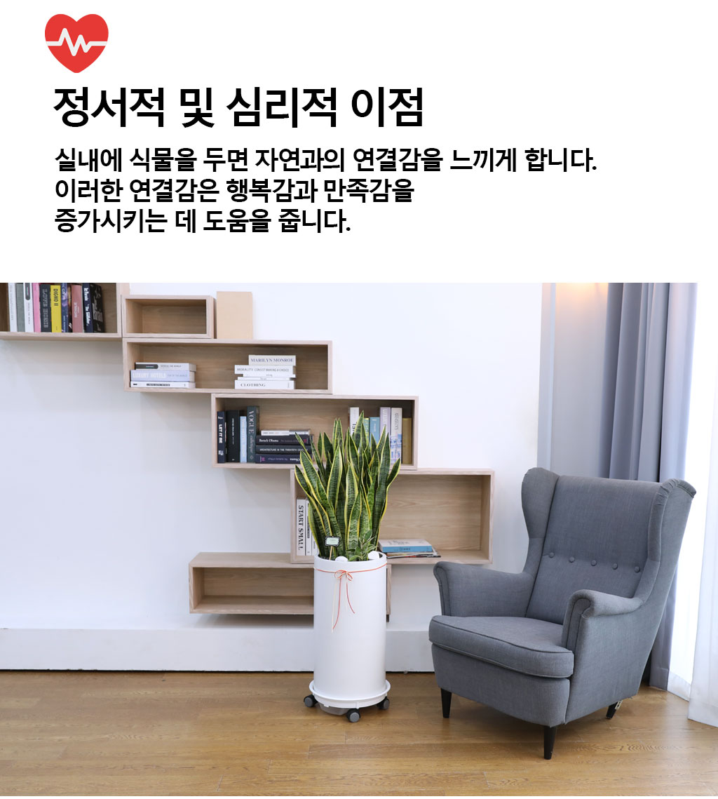오래도록 변치 않고 건강하게 - 산세베리아(특대)