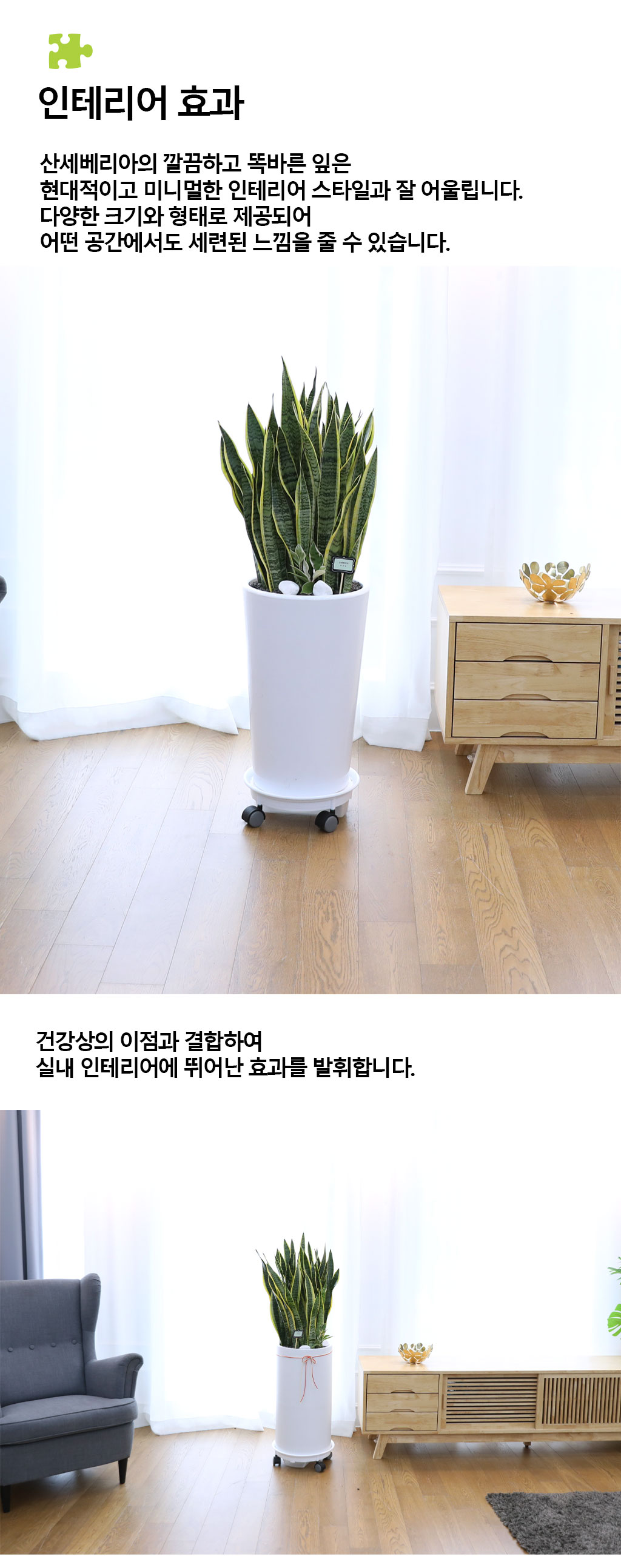 오래도록 변치 않고 건강하게 - 산세베리아(특대)