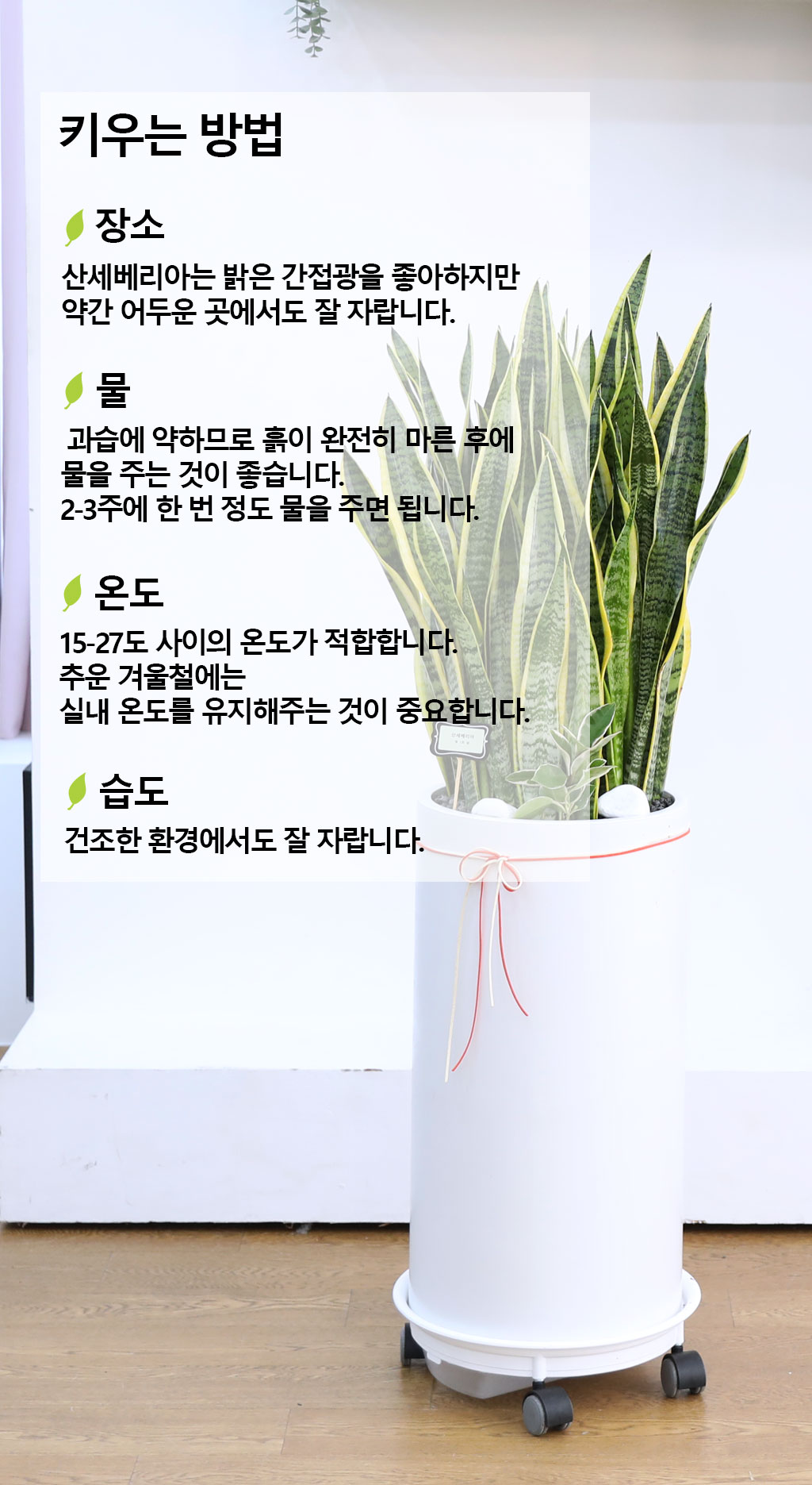 오래도록 변치 않고 건강하게 - 산세베리아(특대)
