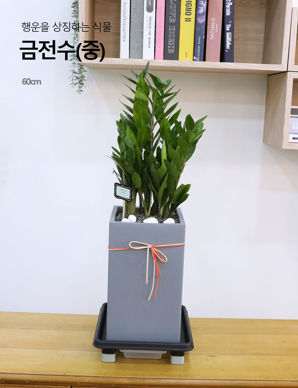 행운을 상징하는 식물 - 금전수(중)