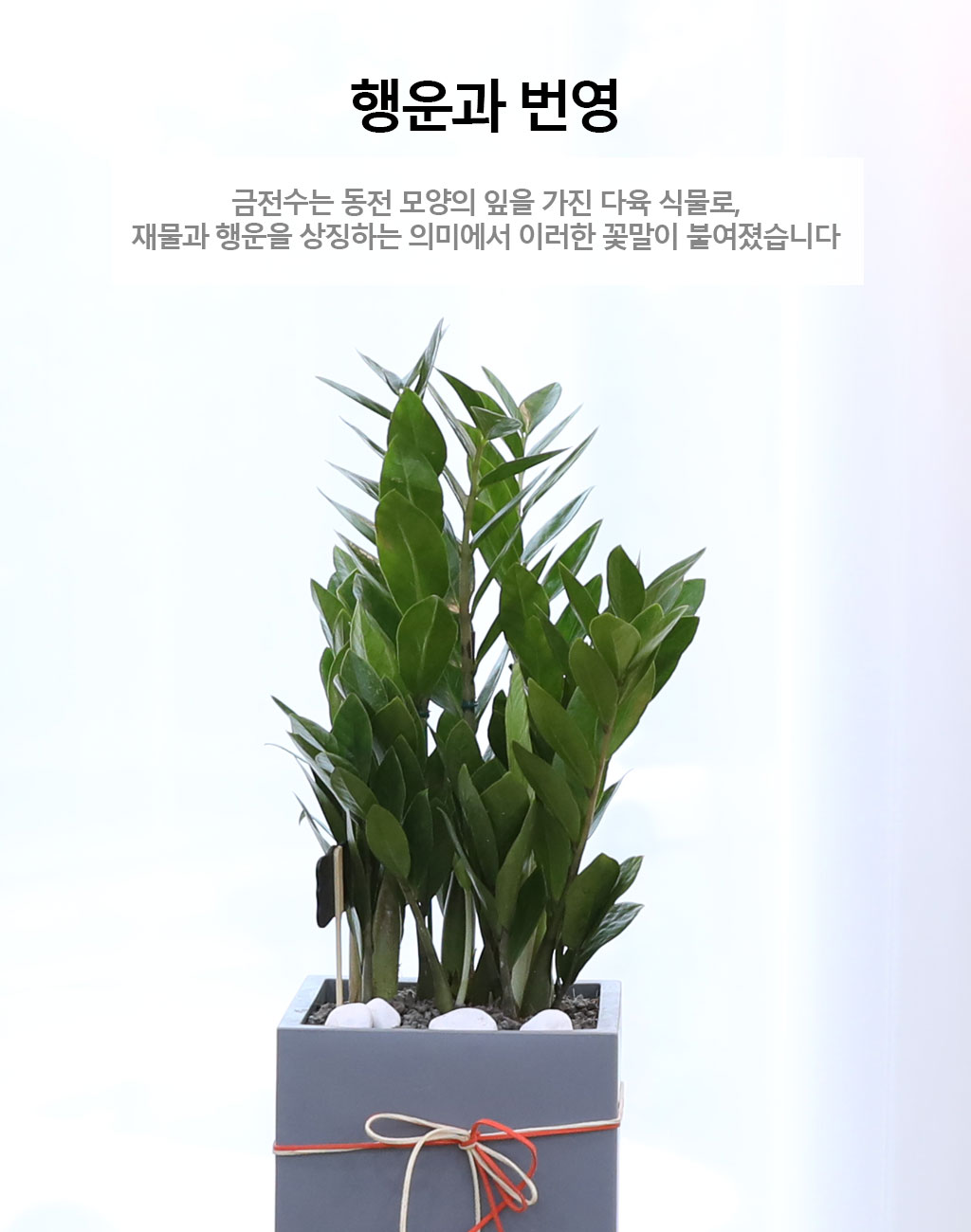 행운을 상징하는 식물 - 금전수(중)
