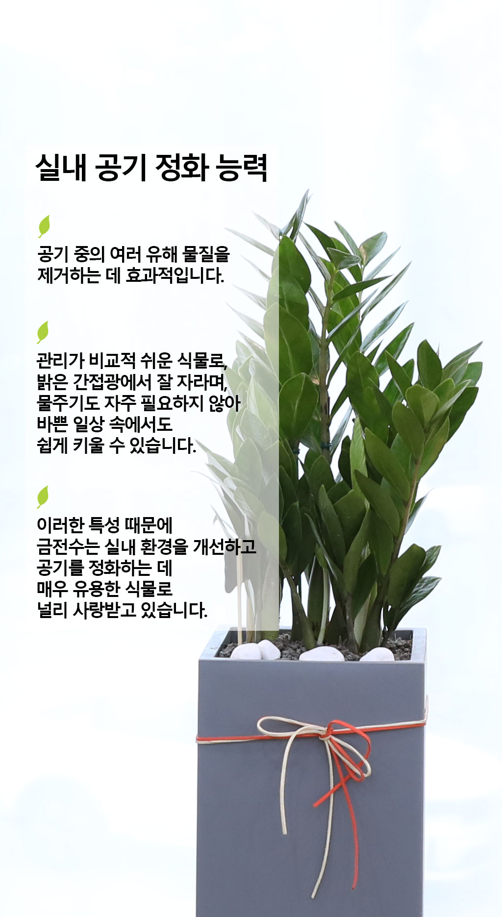 행운을 상징하는 식물 - 금전수(중)