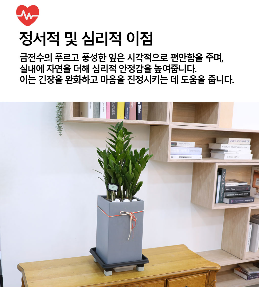 행운을 상징하는 식물 - 금전수(중)