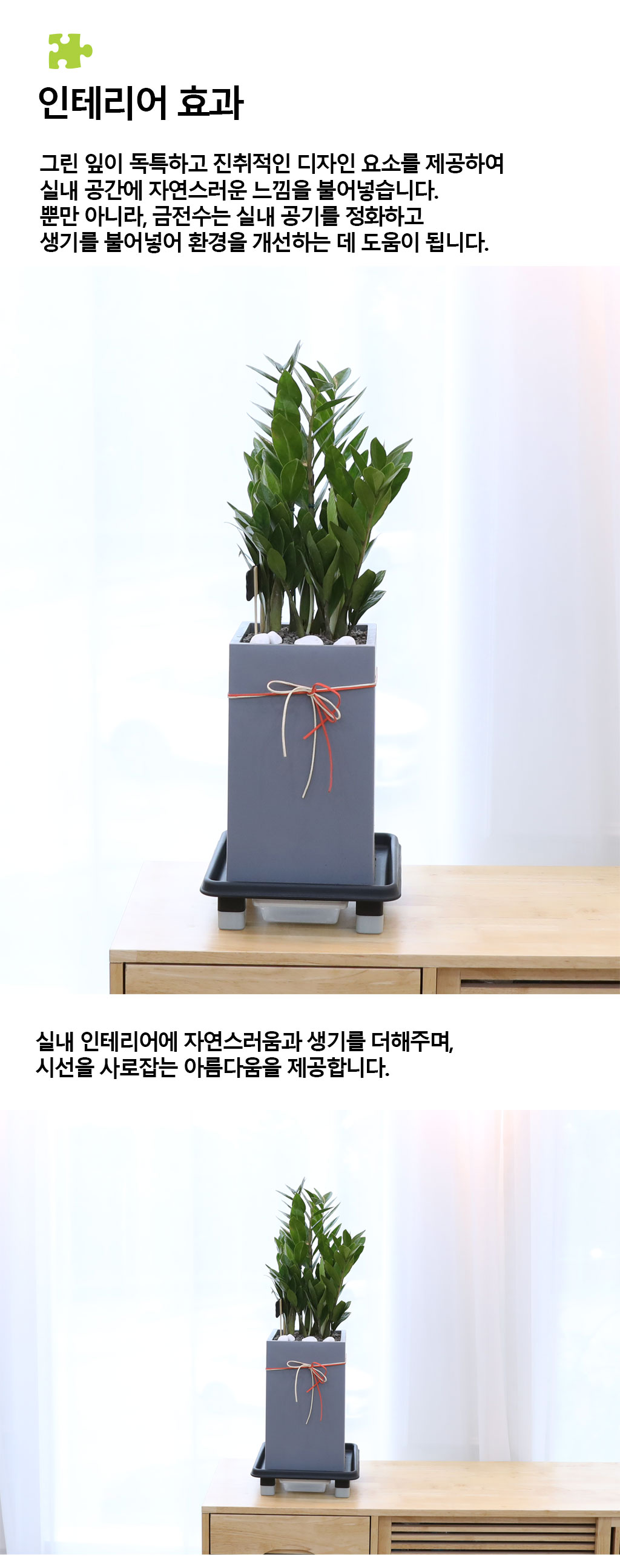 행운을 상징하는 식물 - 금전수(중)