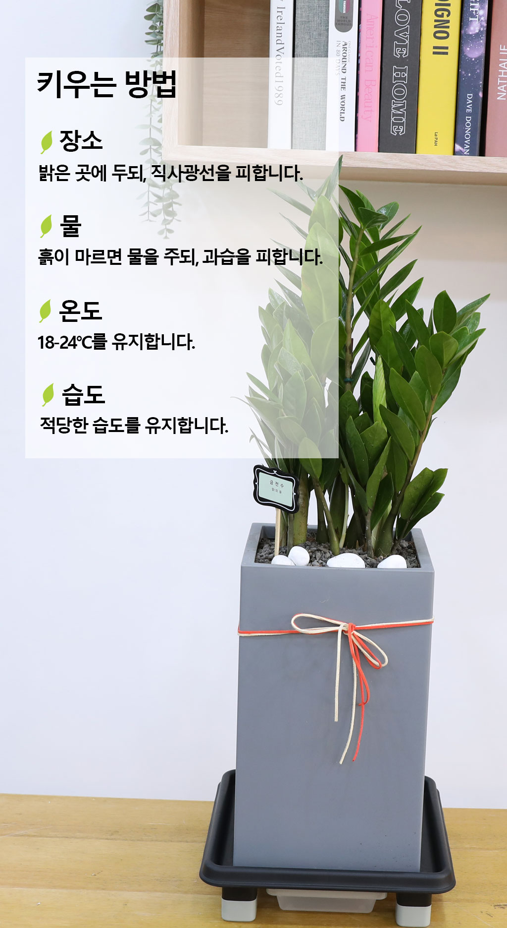 행운을 상징하는 식물 - 금전수(중)
