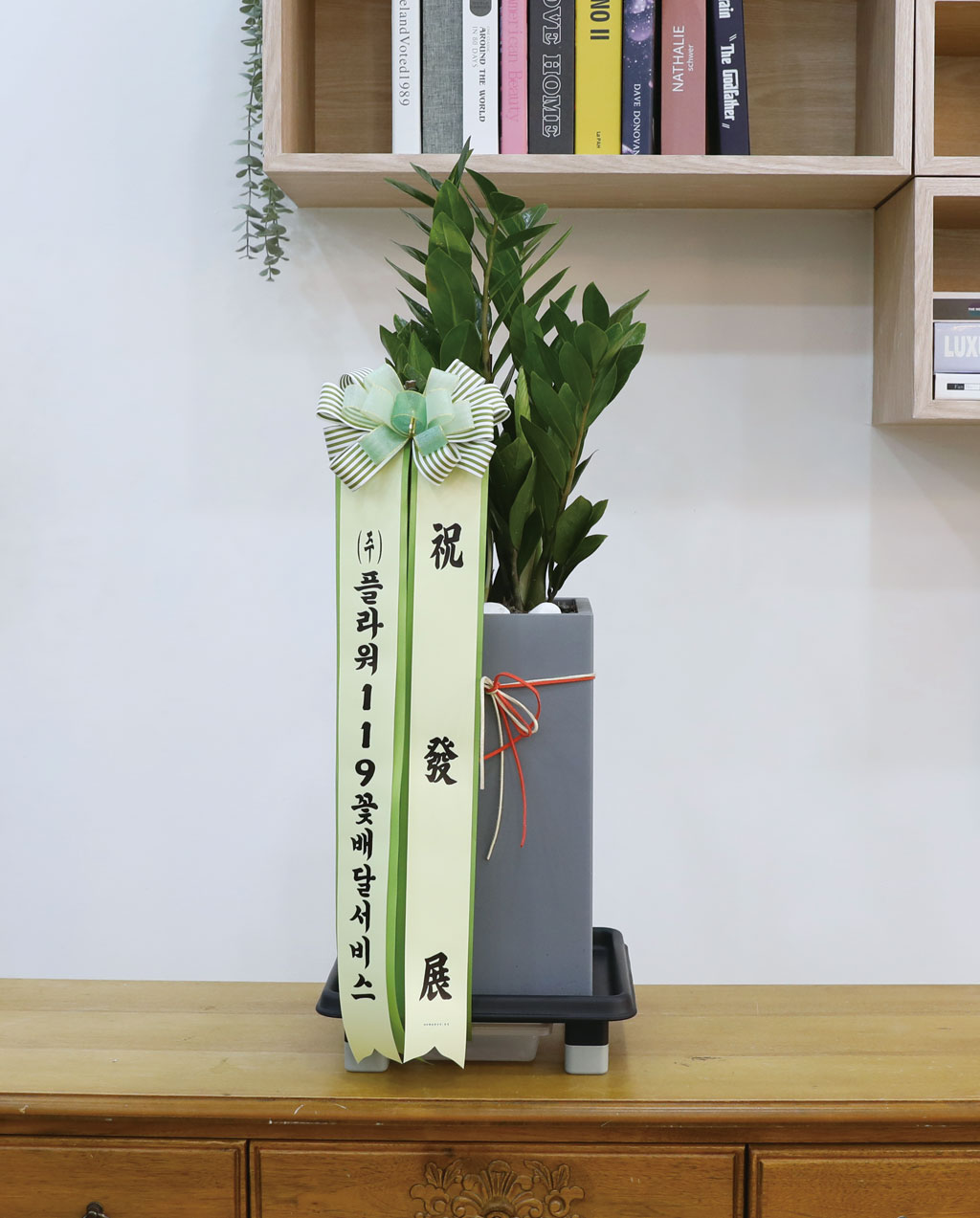 행운을 상징하는 식물 - 금전수(중)