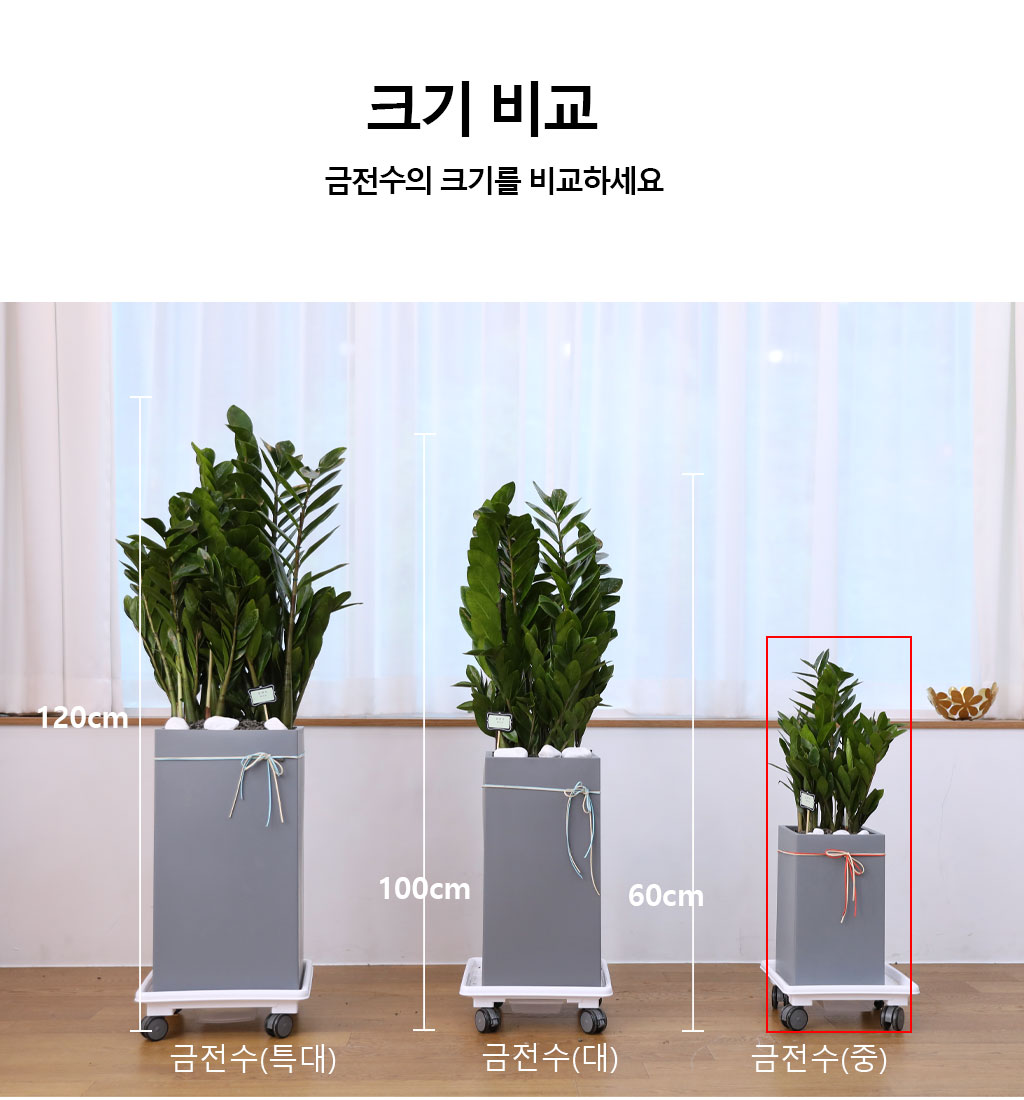 행운을 상징하는 식물 - 금전수(중)