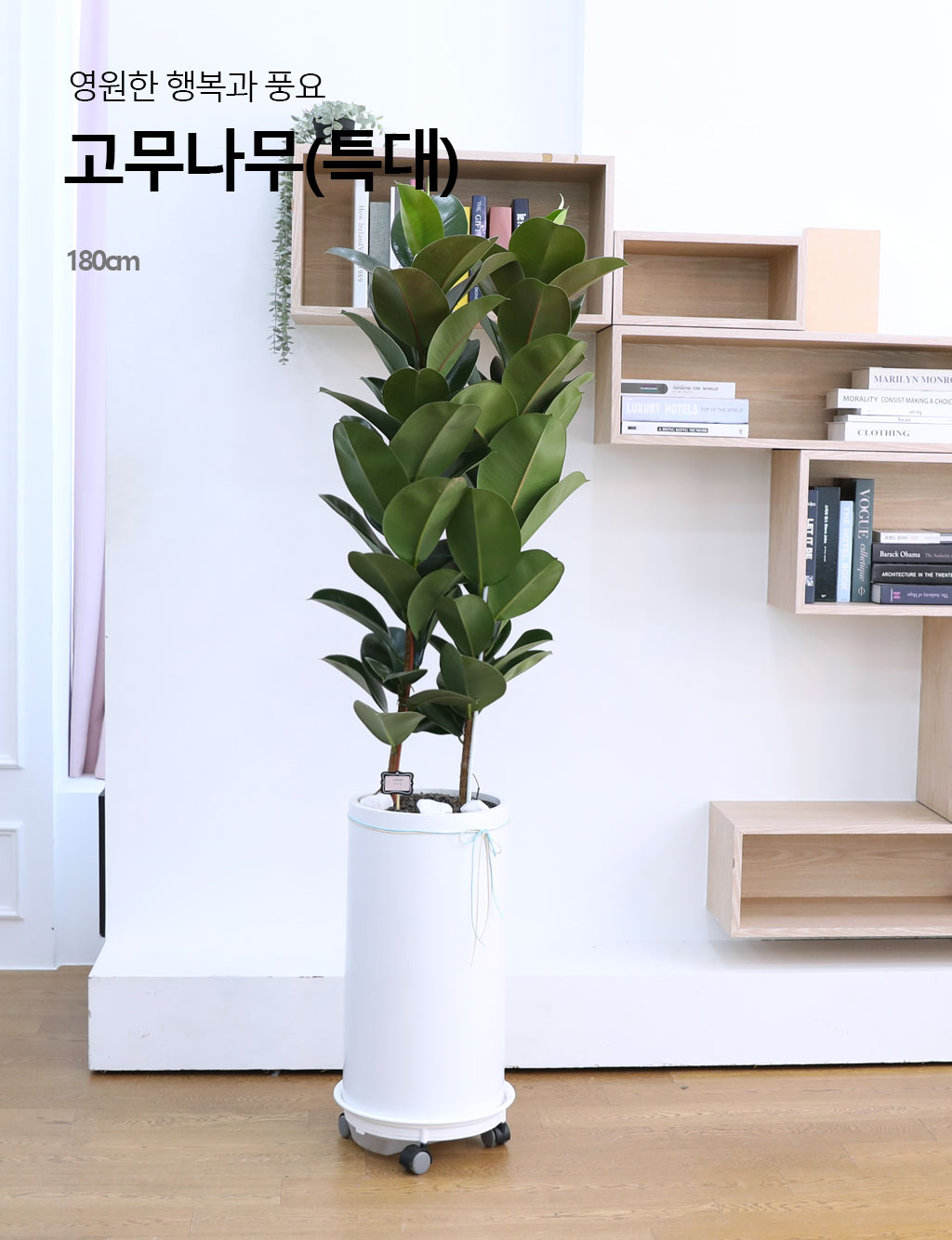 영원한 행복과 풍요 - 고무나무(특대)
