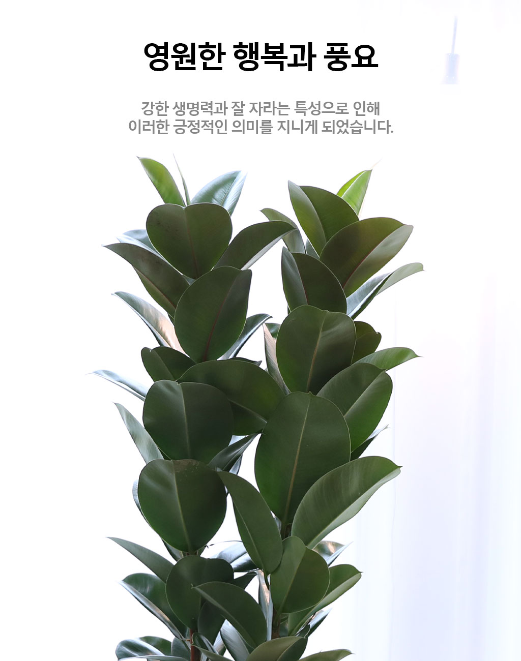 영원한 행복과 풍요 - 고무나무(특대)