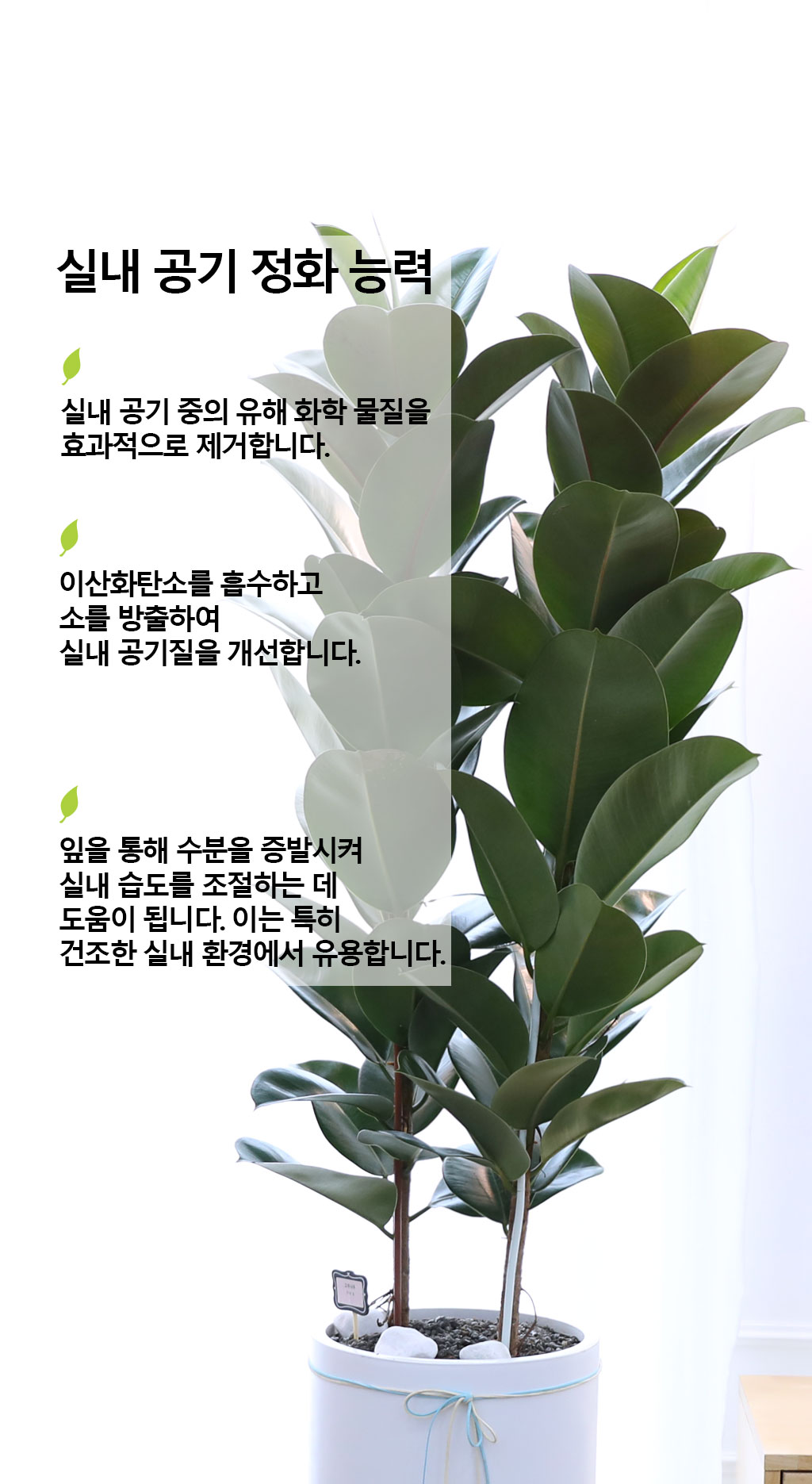 영원한 행복과 풍요 - 고무나무(특대)