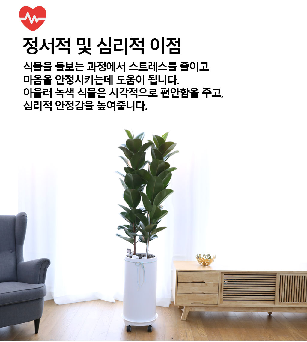 영원한 행복과 풍요 - 고무나무(특대)