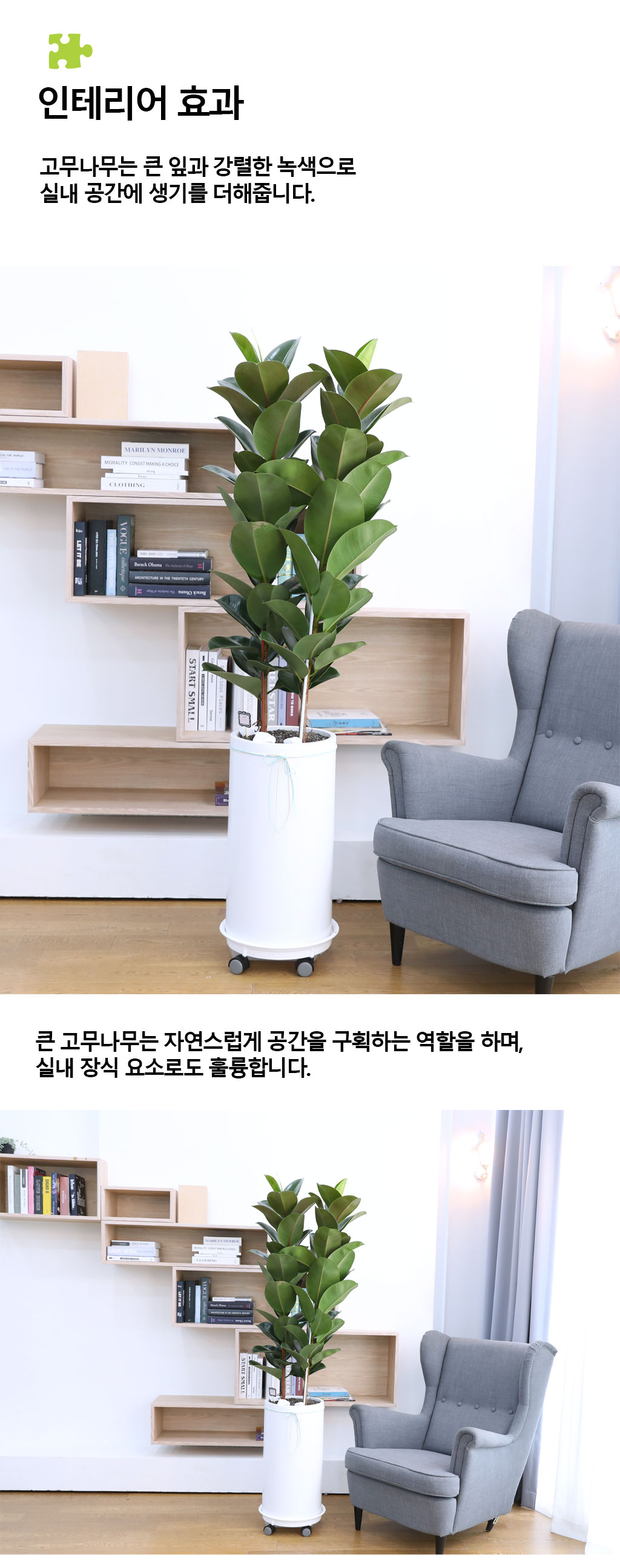 영원한 행복과 풍요 - 고무나무(특대)