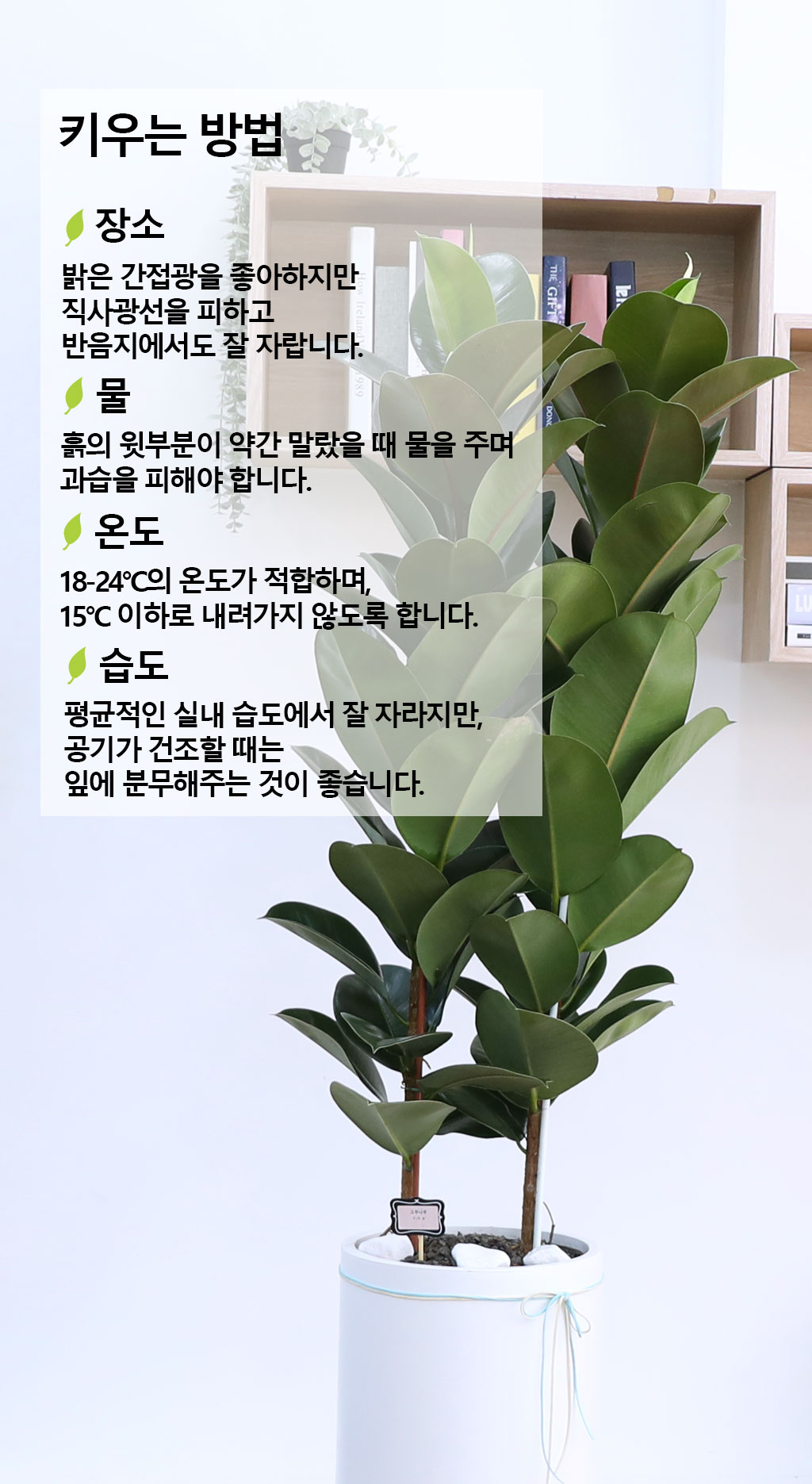 영원한 행복과 풍요 - 고무나무(특대)