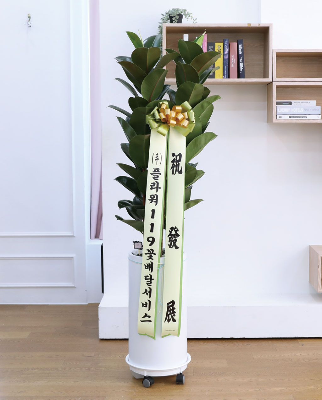 영원한 행복과 풍요 - 고무나무(특대)