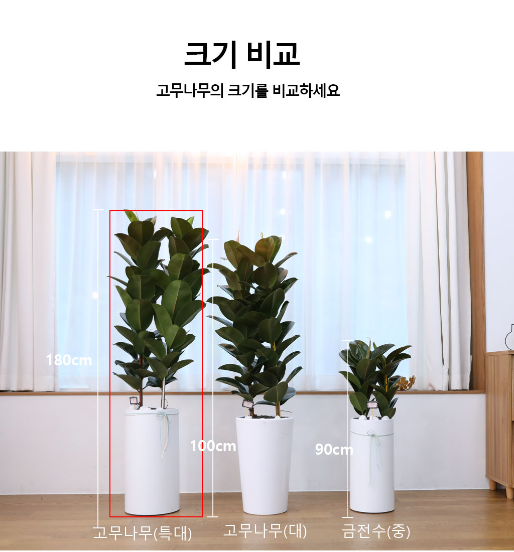 영원한 행복과 풍요 - 고무나무(특대)