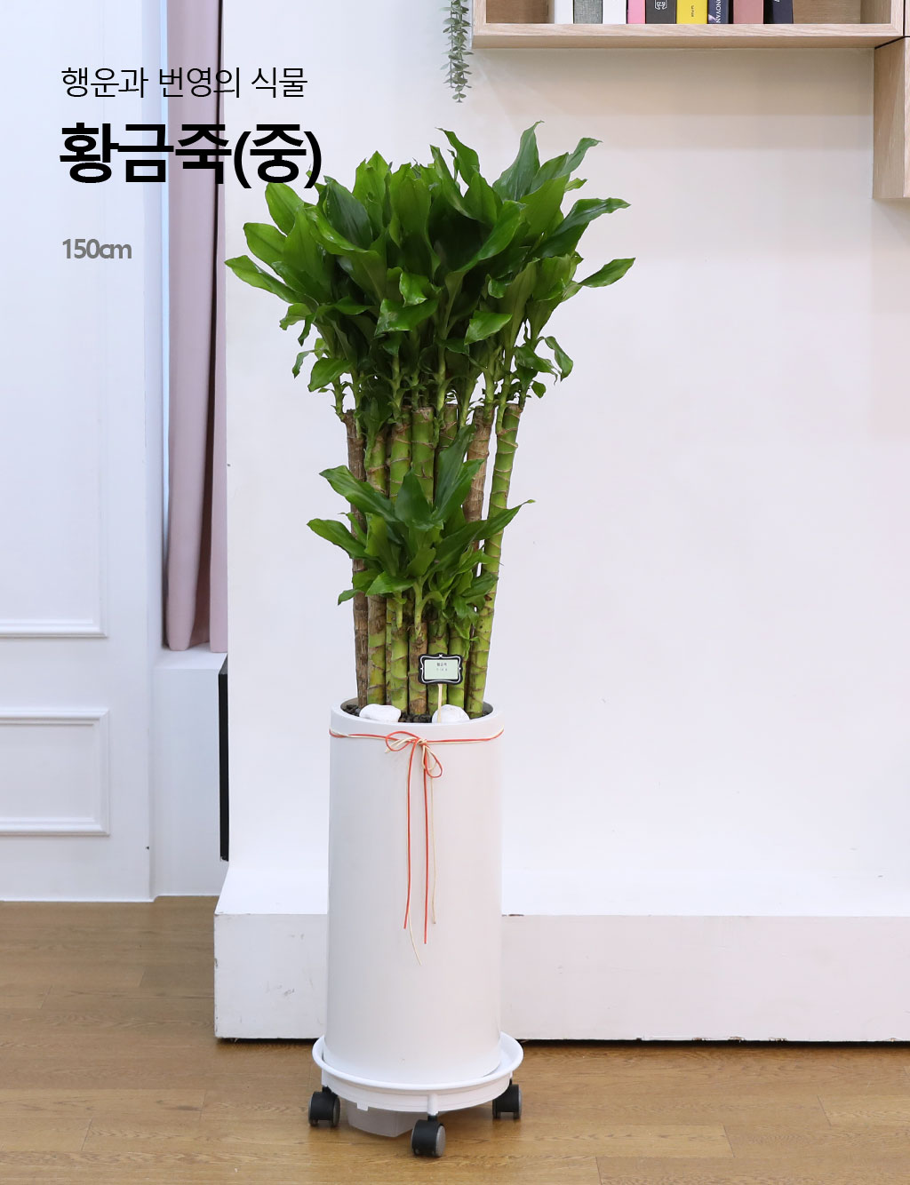 행운과 번영의 식물 - 황금죽(중)