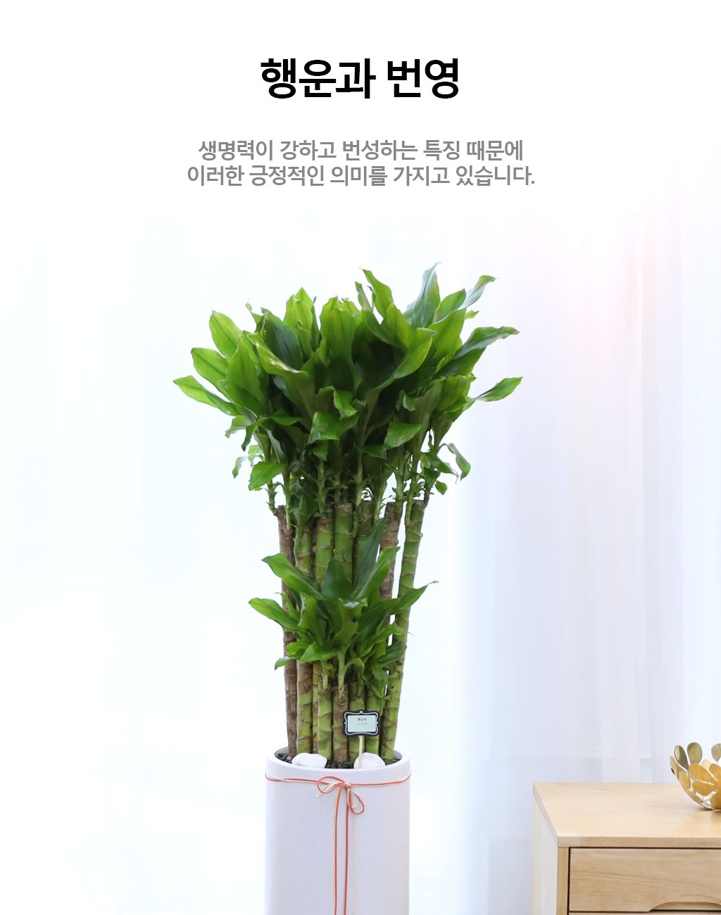 행운과 번영의 식물 - 황금죽(중)