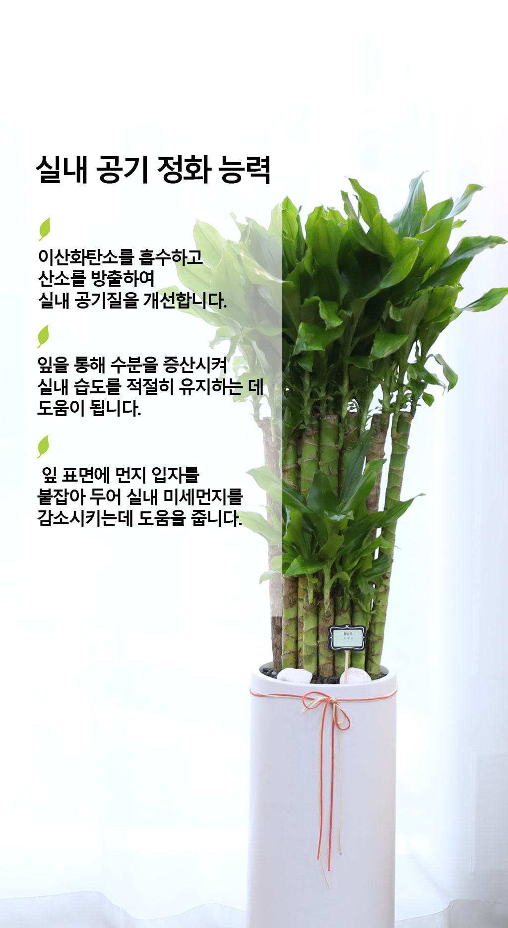 행운과 번영의 식물 - 황금죽(중)