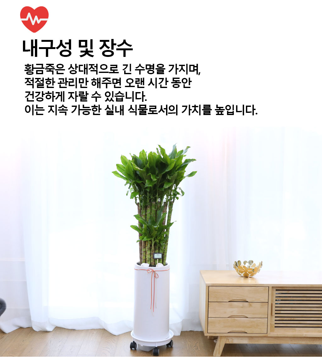 행운과 번영의 식물 - 황금죽(중)