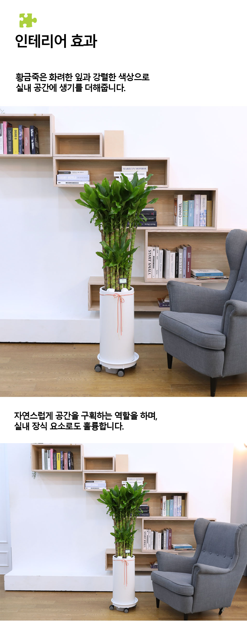 행운과 번영의 식물 - 황금죽(중)