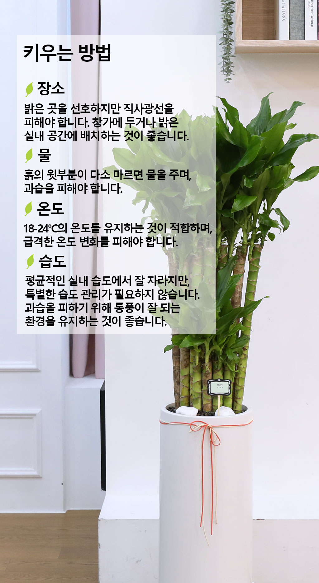 행운과 번영의 식물 - 황금죽(중)