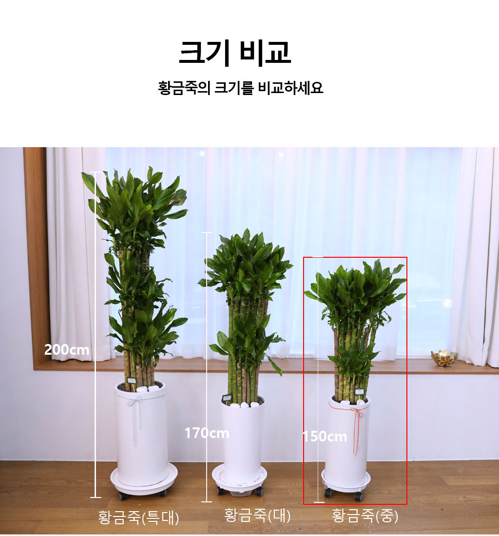 행운과 번영의 식물 - 황금죽(중)