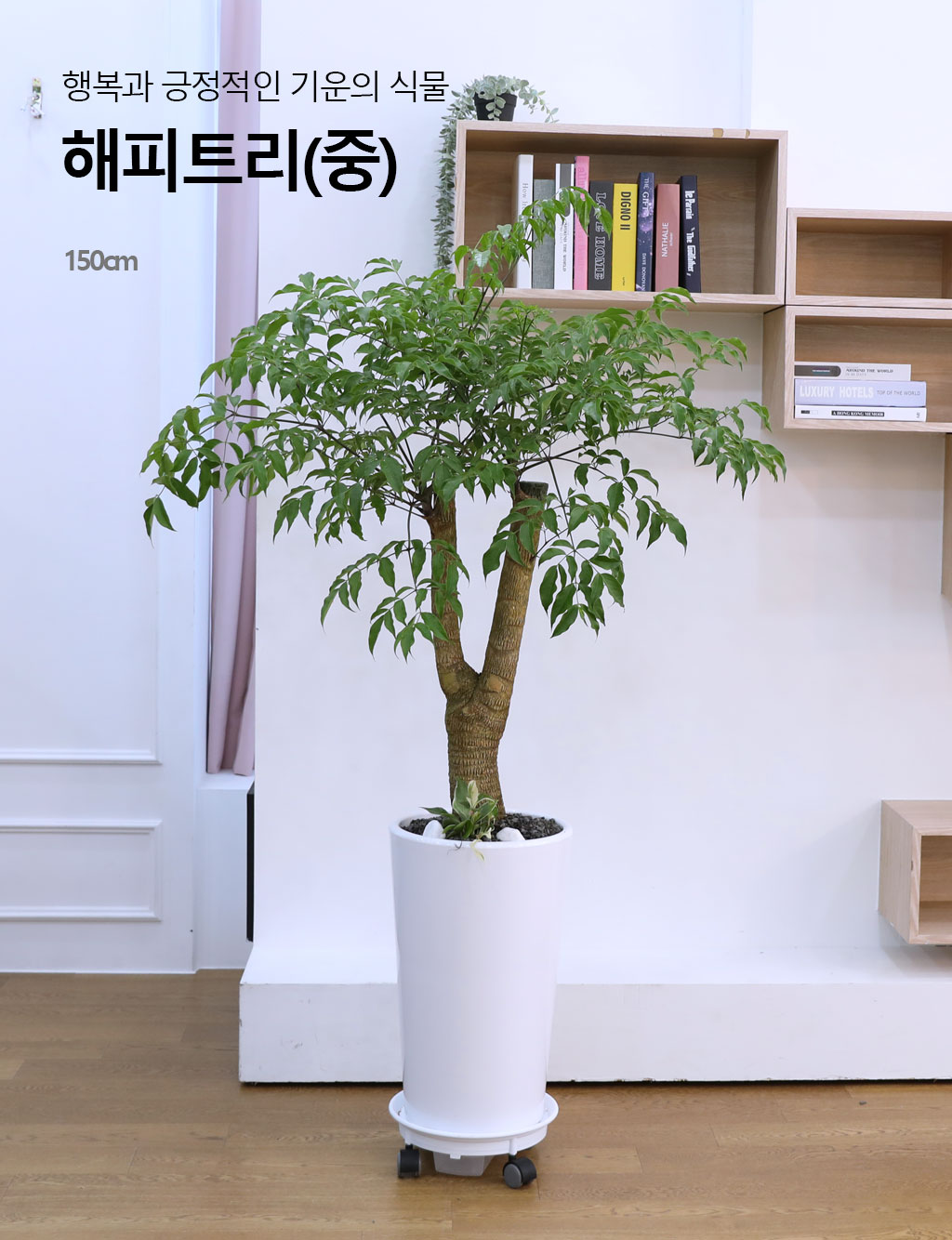 행복과 긍정적인 기운의 식물 - 해피트리(중)