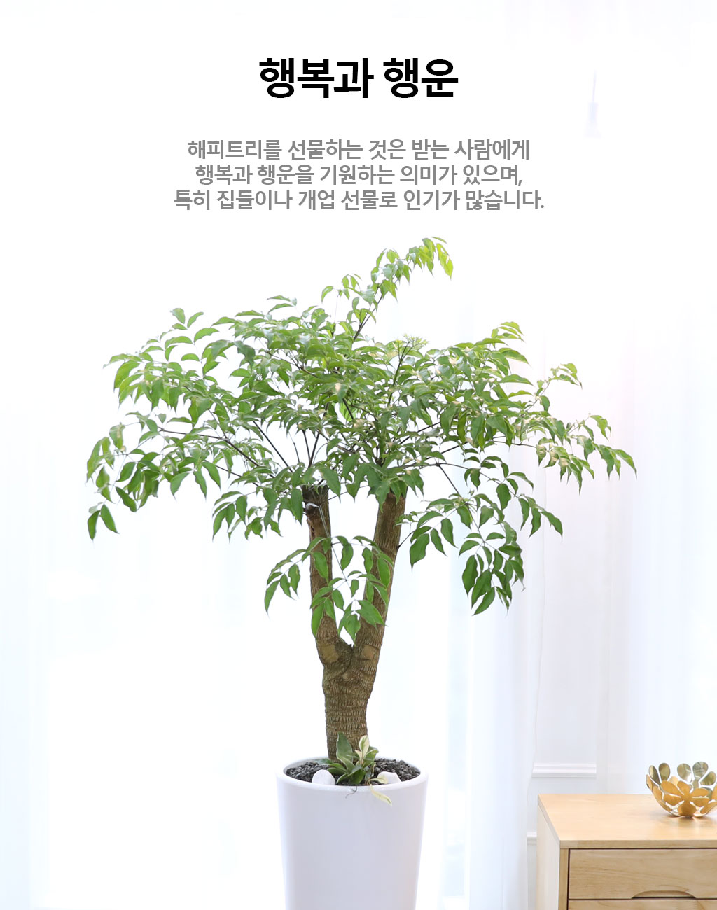 행복과 긍정적인 기운의 식물 - 해피트리(중)