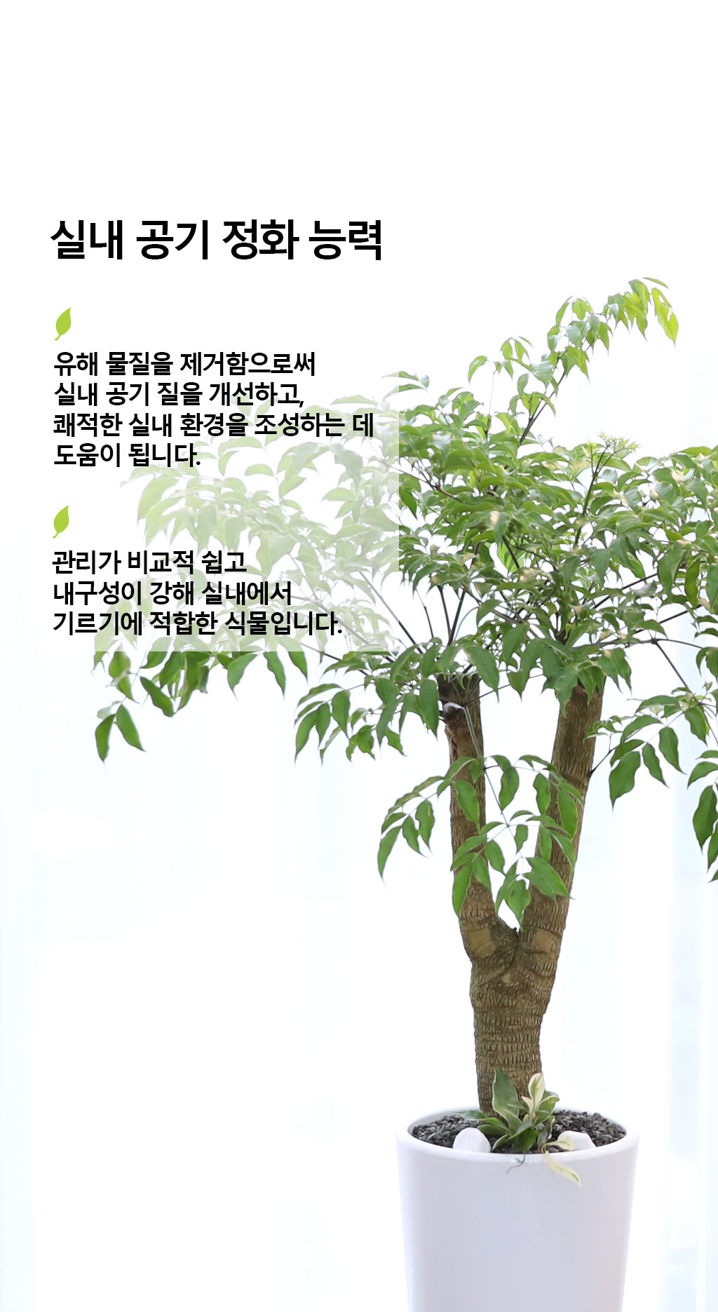 행복과 긍정적인 기운의 식물 - 해피트리(중)