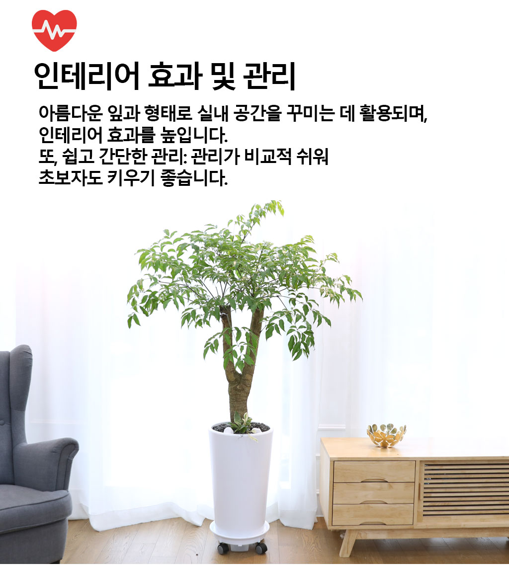 행복과 긍정적인 기운의 식물 - 해피트리(중)