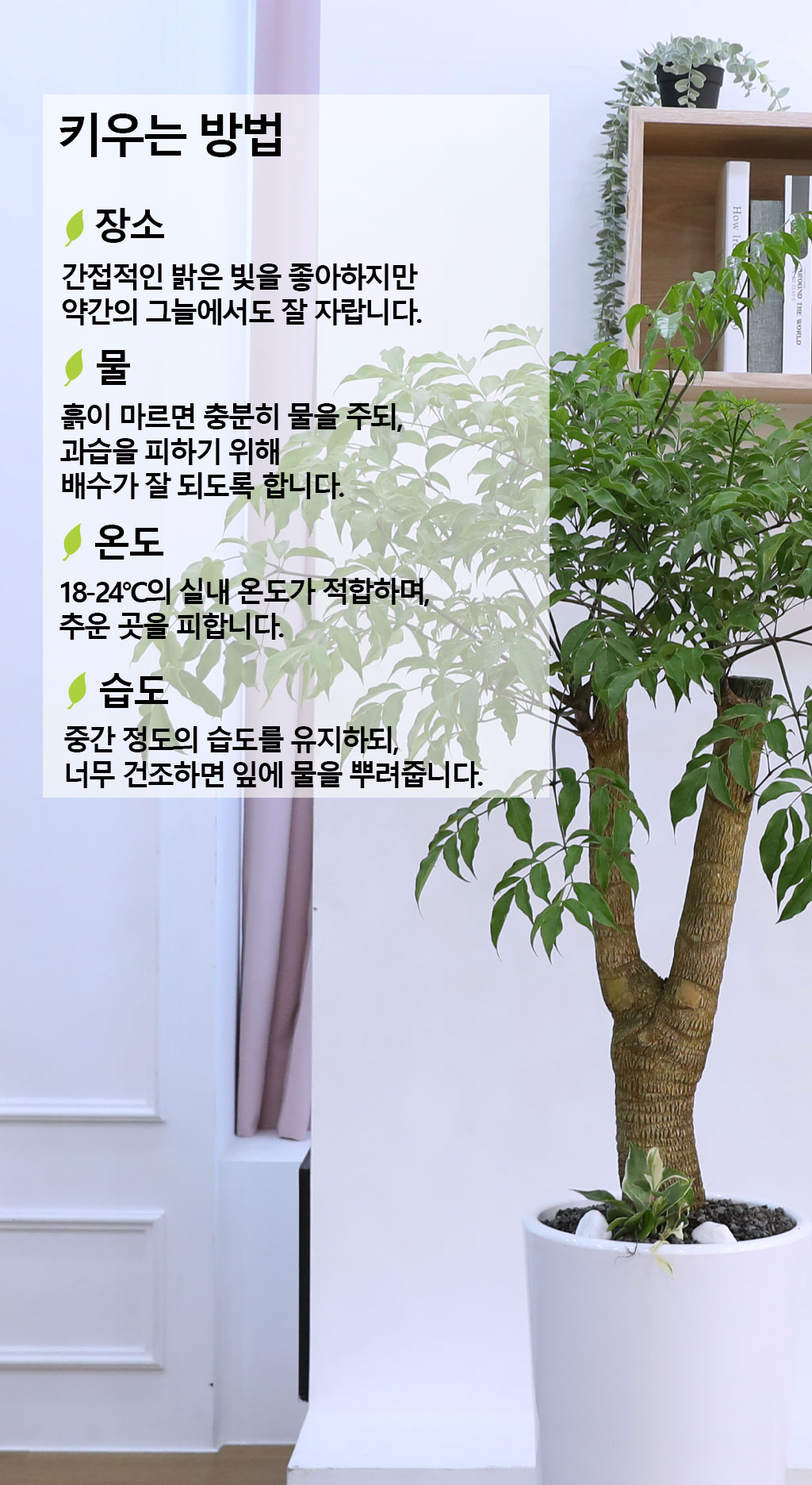 행복과 긍정적인 기운의 식물 - 해피트리(중)