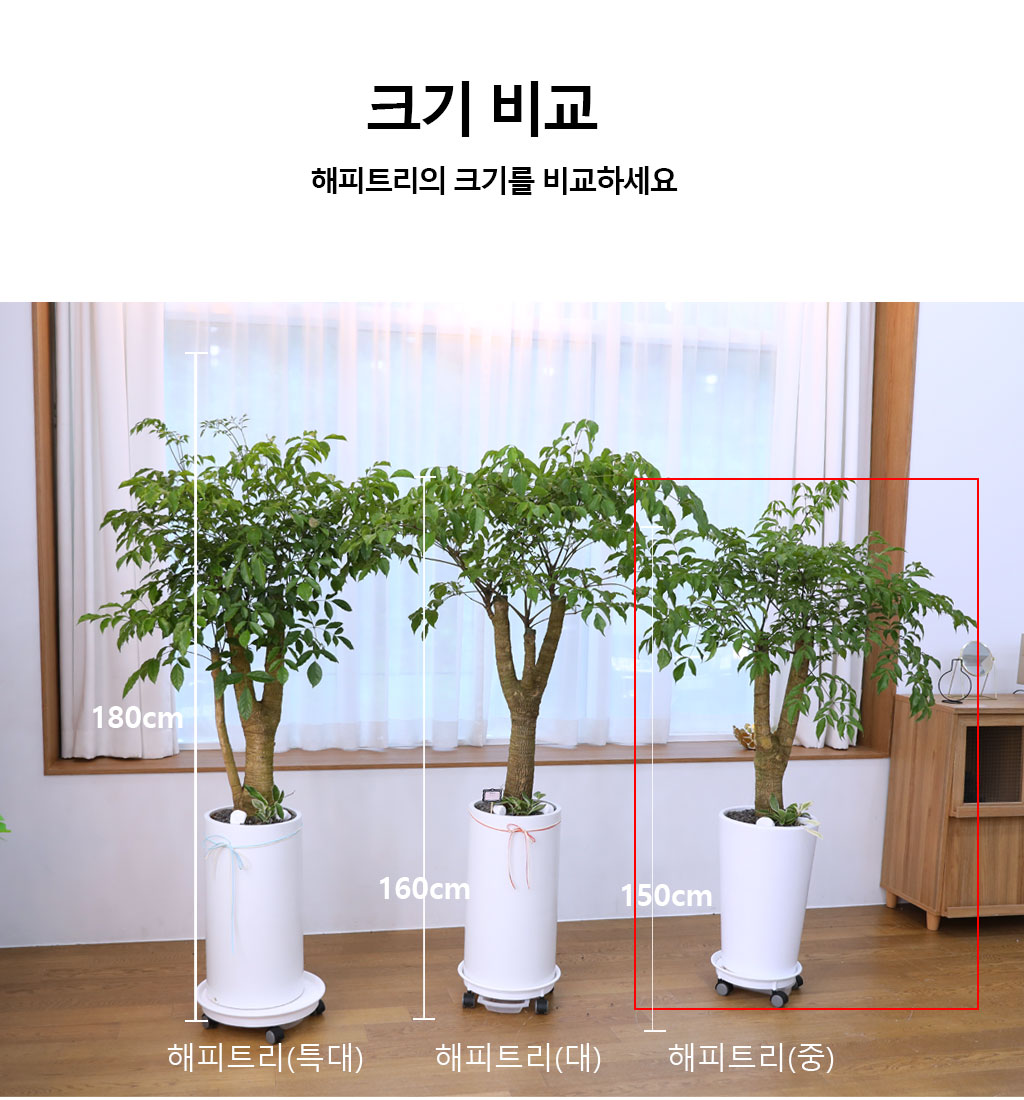 행복과 긍정적인 기운의 식물 - 해피트리(중)