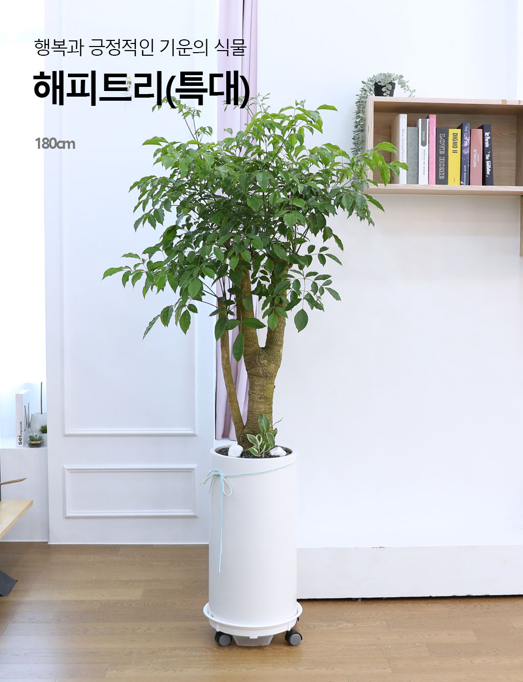 행복과 긍정적인 기운의 식물 - 해피트리(특대)