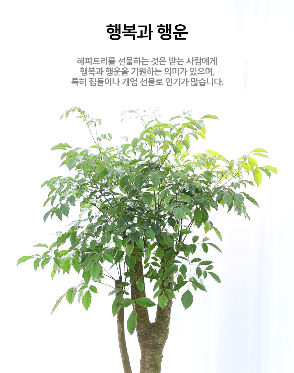 행복과 긍정적인 기운의 식물 - 해피트리(특대)