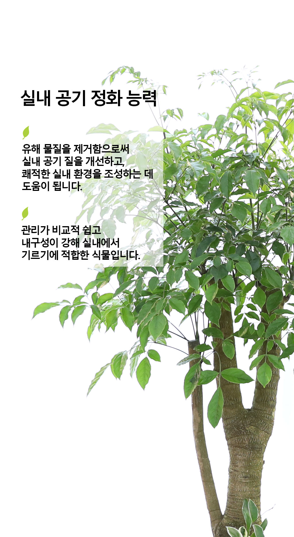행복과 긍정적인 기운의 식물 - 해피트리(특대)