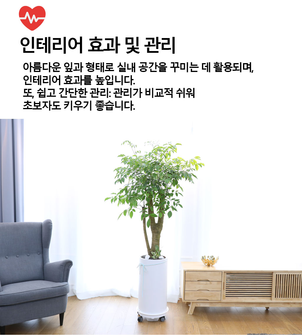 행복과 긍정적인 기운의 식물 - 해피트리(특대)