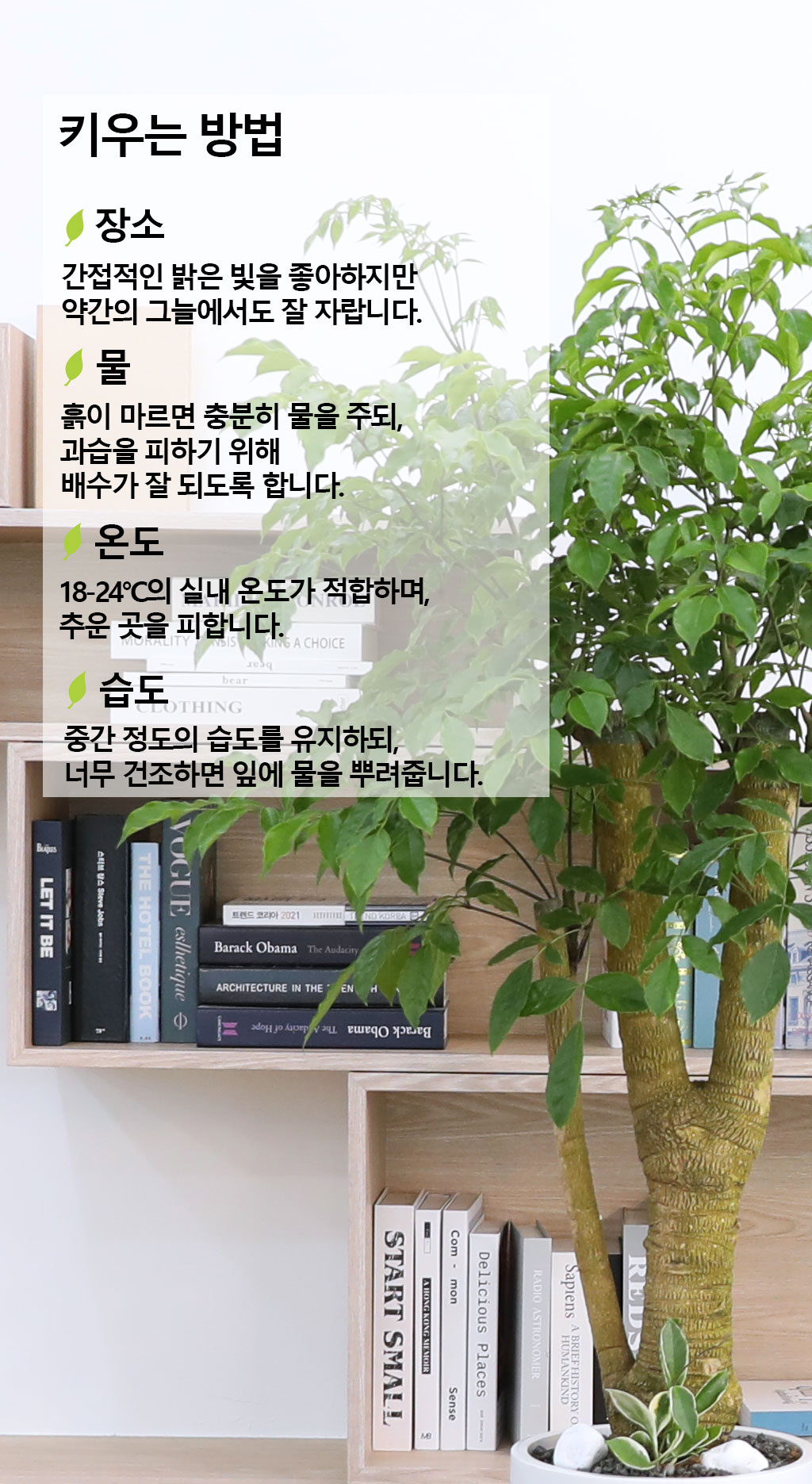 행복과 긍정적인 기운의 식물 - 해피트리(특대)