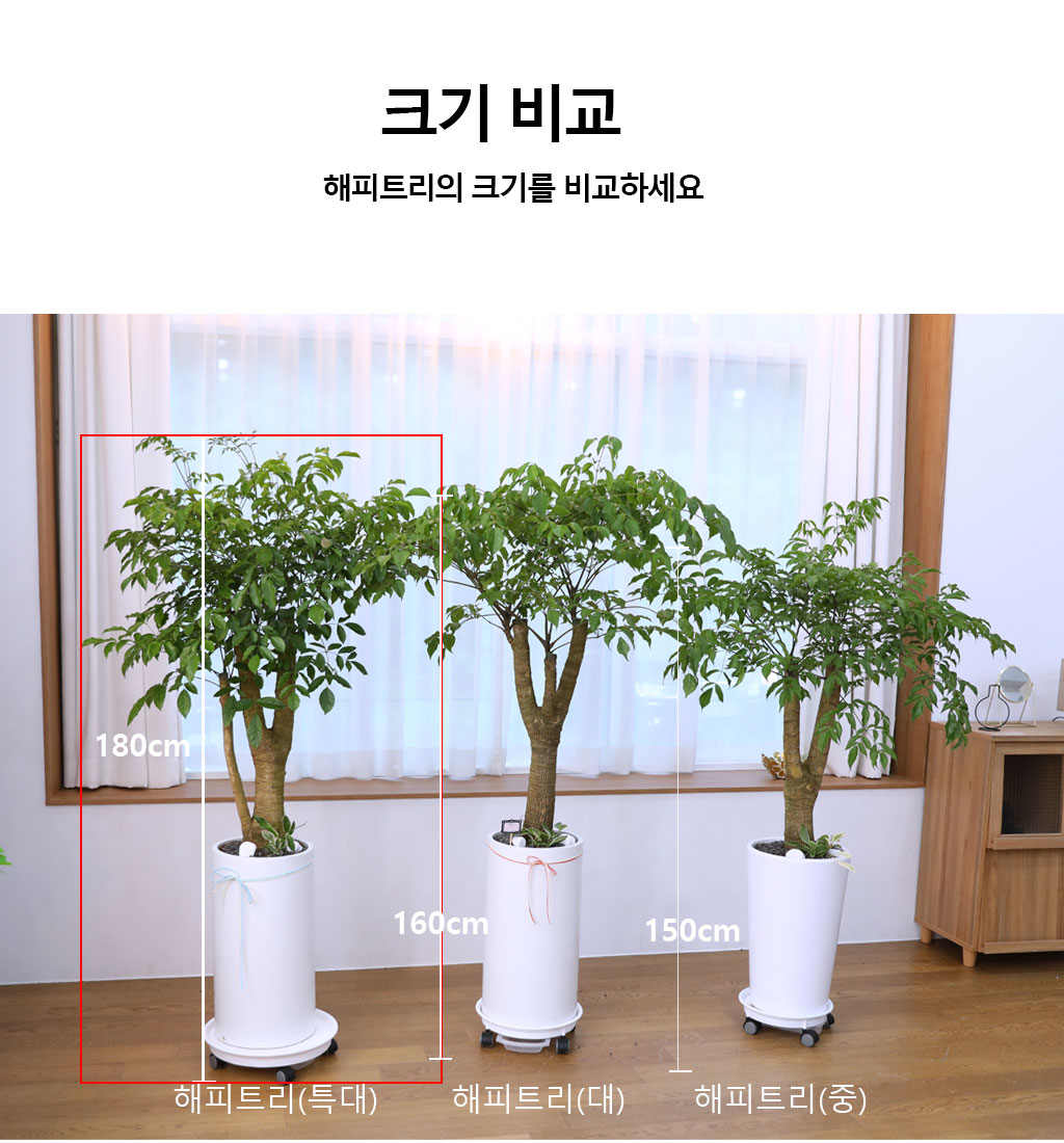 행복과 긍정적인 기운의 식물 - 해피트리(특대)