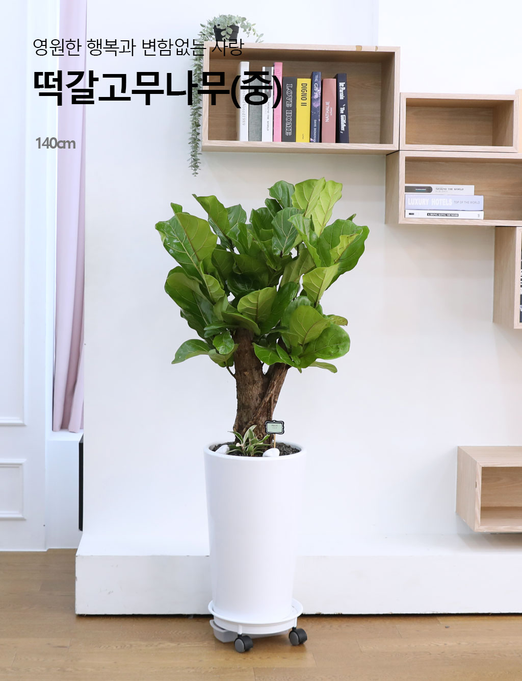 영원한 행복과 변함없는 사랑 - 떡갈 고무나무(중)