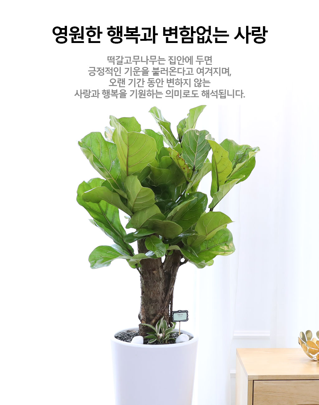 영원한 행복과 변함없는 사랑 - 떡갈 고무나무(중)