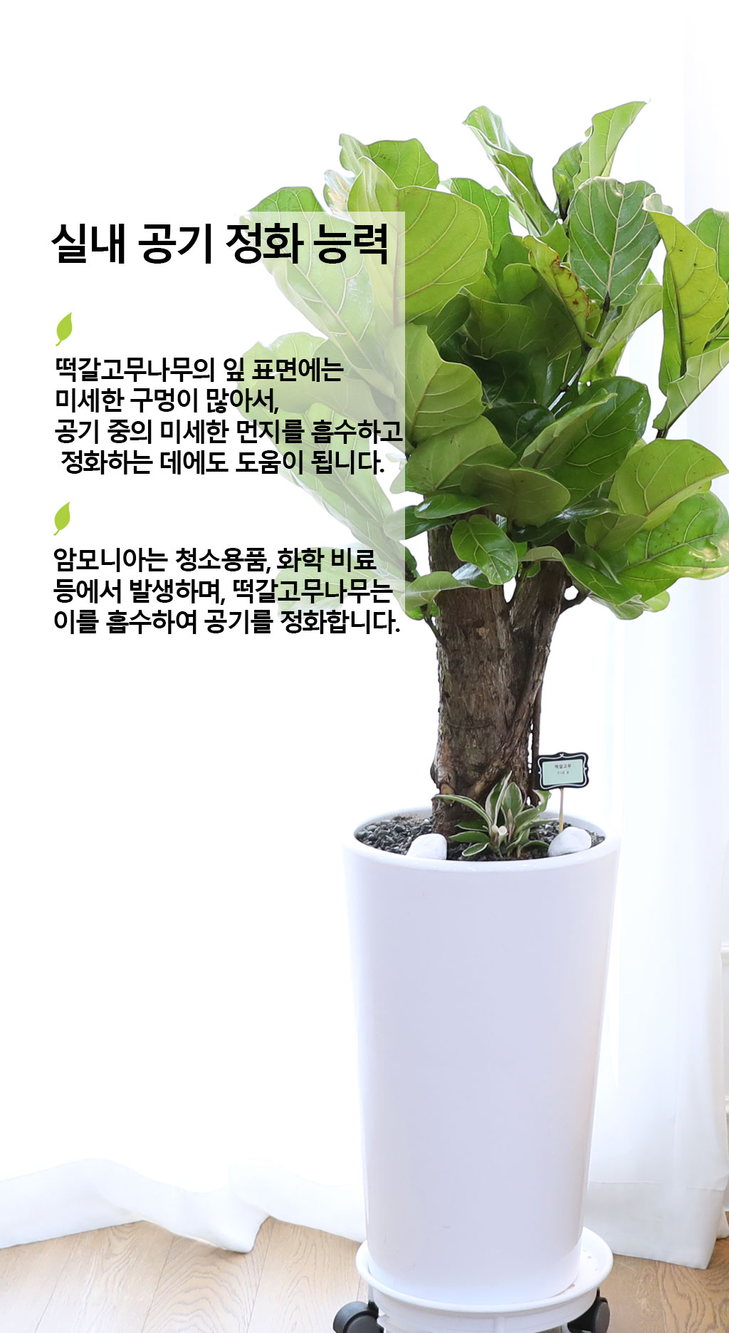 영원한 행복과 변함없는 사랑 - 떡갈 고무나무(중)
