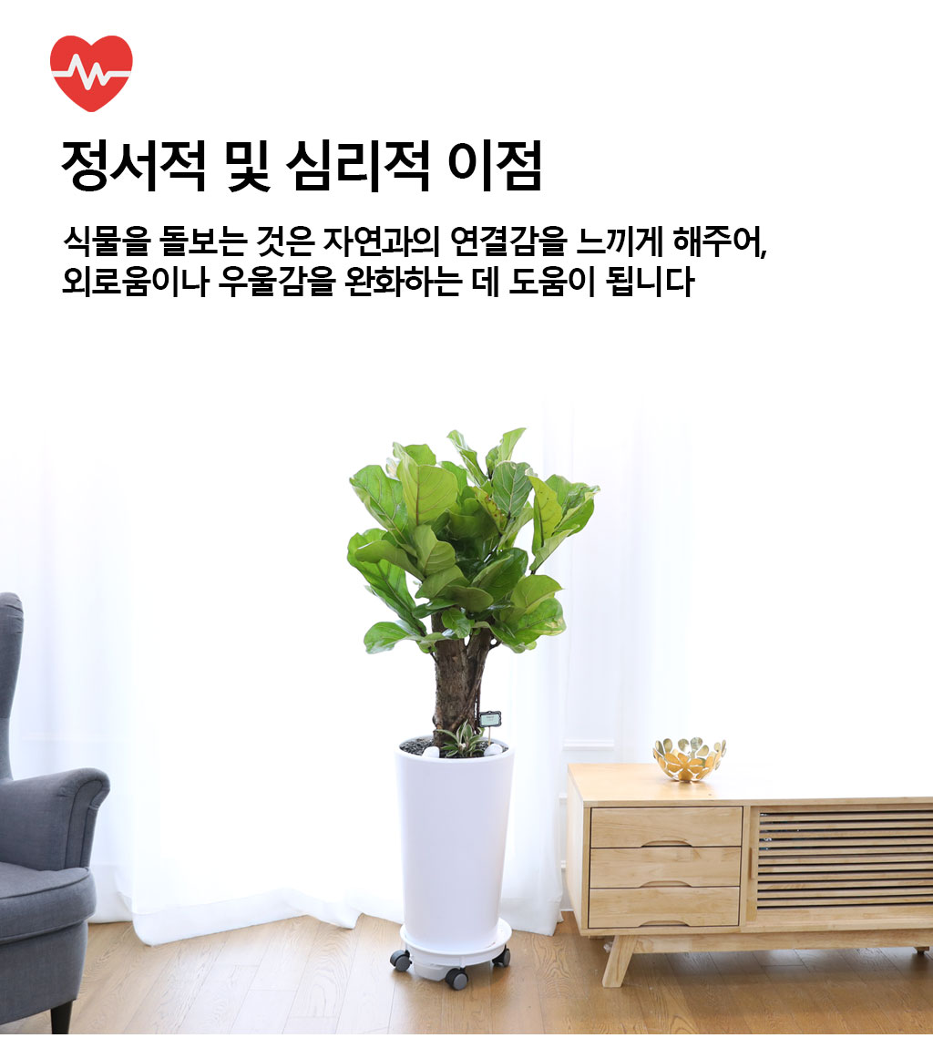 영원한 행복과 변함없는 사랑 - 떡갈 고무나무(중)
