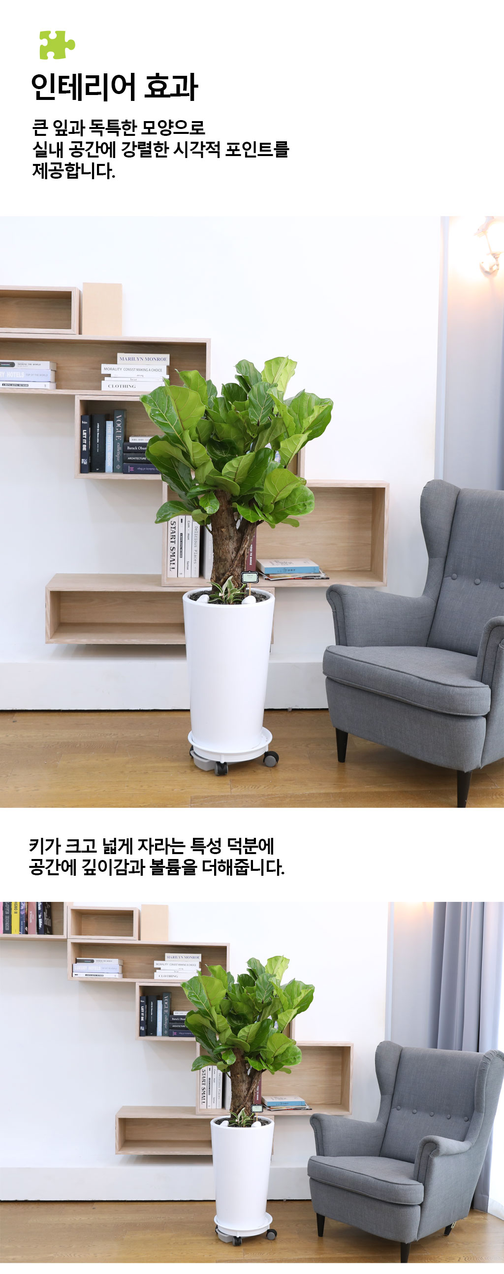 영원한 행복과 변함없는 사랑 - 떡갈 고무나무(중)