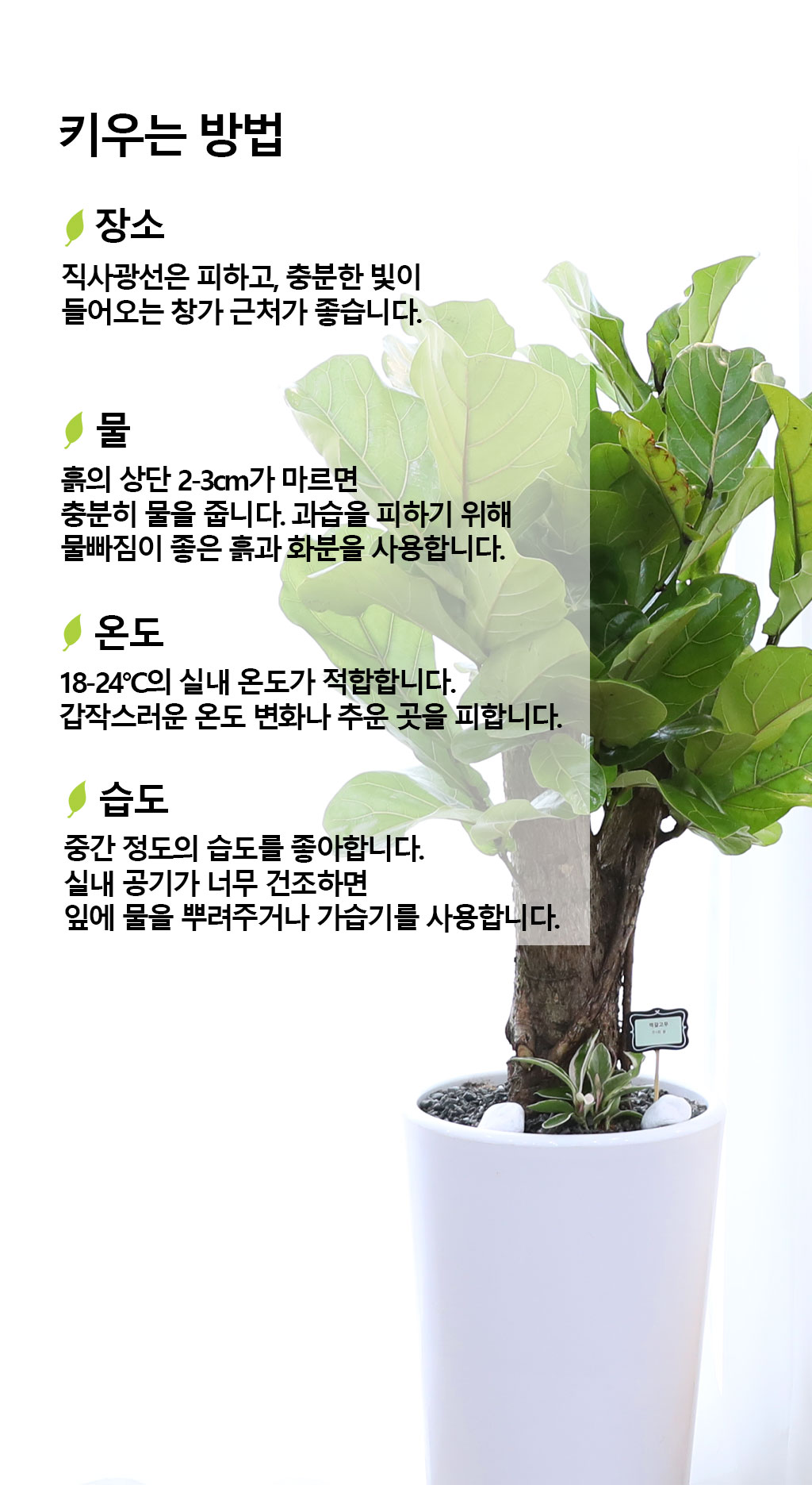 영원한 행복과 변함없는 사랑 - 떡갈 고무나무(중)