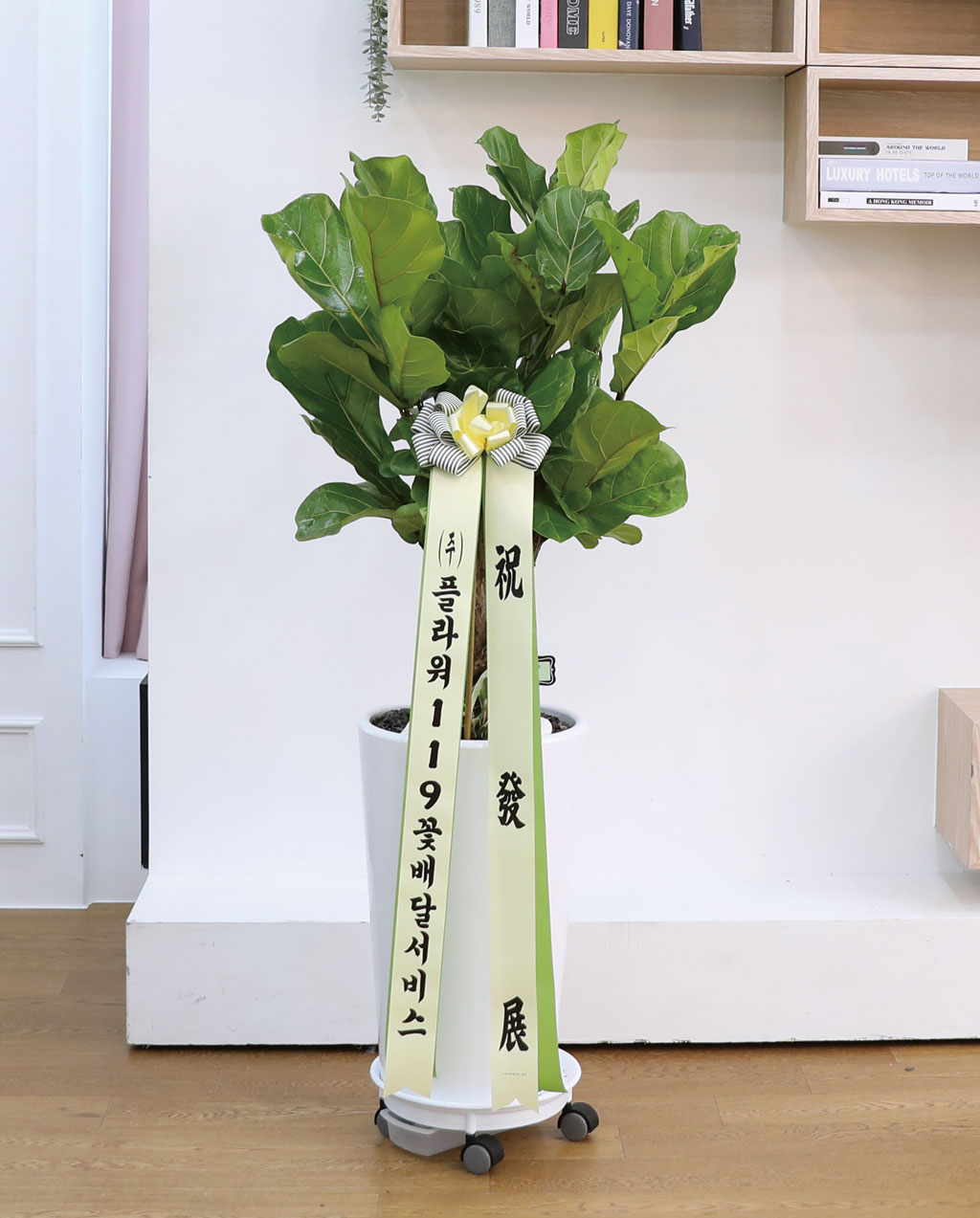 영원한 행복과 변함없는 사랑 - 떡갈 고무나무(중)