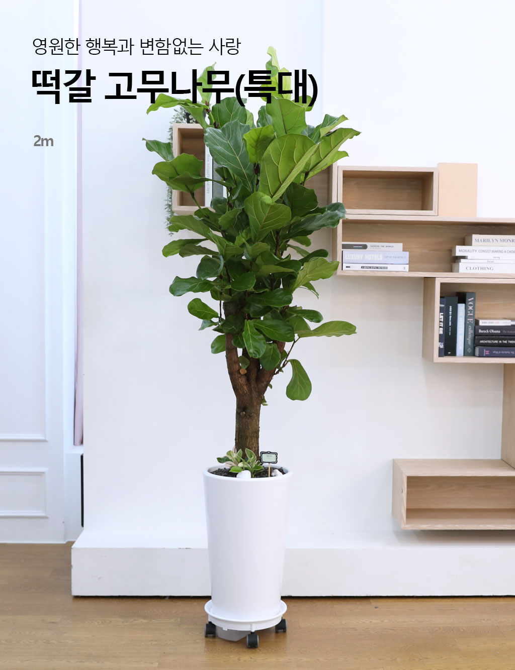 영원한 행복과 변함없는 사랑 - 떡갈 고무나무(특대)